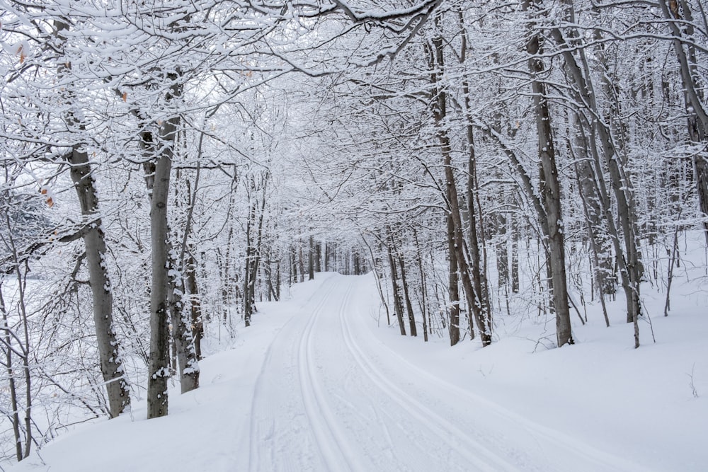 Carretera cubierta de nieve entre árboles desnudos durante el día