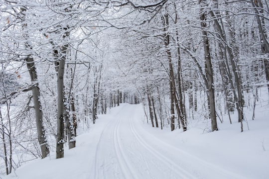 snow covered road between bare trees during daytime in Mont Saint-Bruno Canada