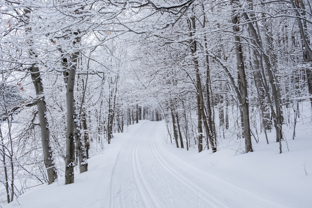 snow covered road between bare trees during daytime