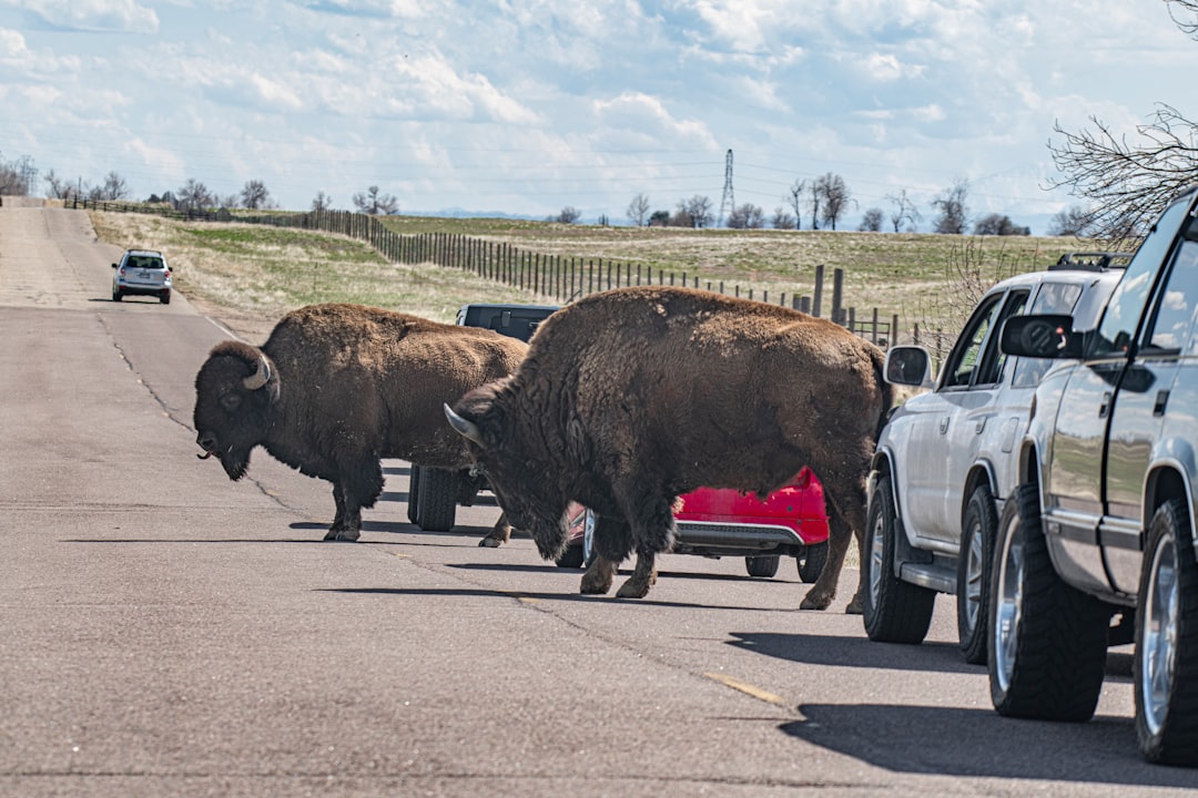 brown bison on gray asphalt road during daytime