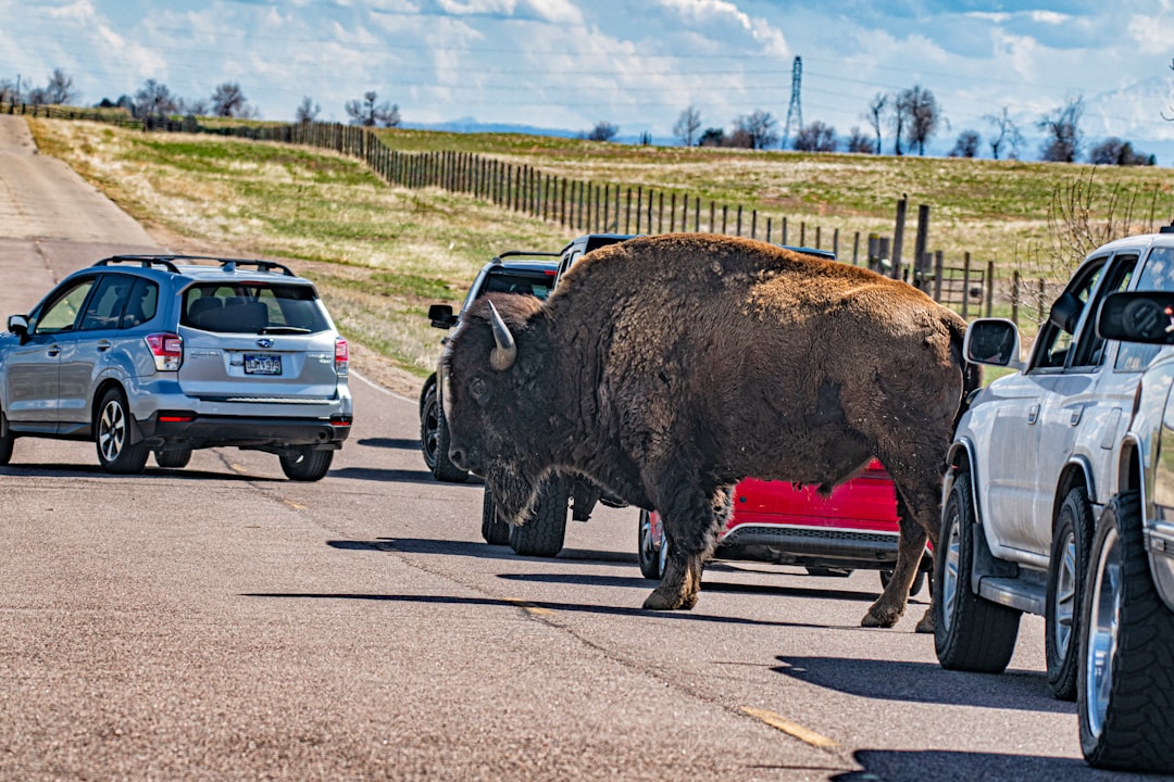 brown bison on gray asphalt road during daytime