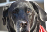 Close-up of a freshly groomed dog with a shiny coat and a colorful bandana
