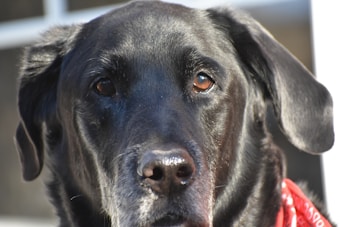 A close-up of a black dog with shiny fur and soulful eyes, wearing a red bandana. The background is blurred, bringing focus to the dog's face.
