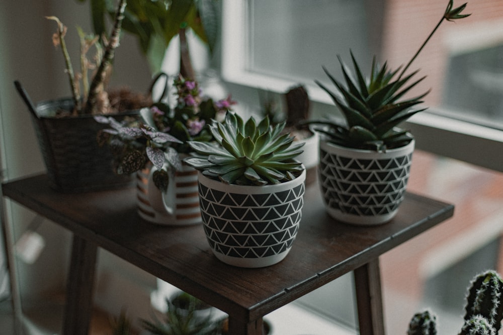 green plant in white and black ceramic pot on brown wooden table