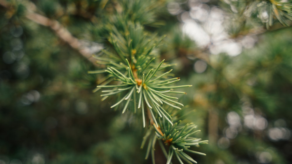 green pine tree in close up photography