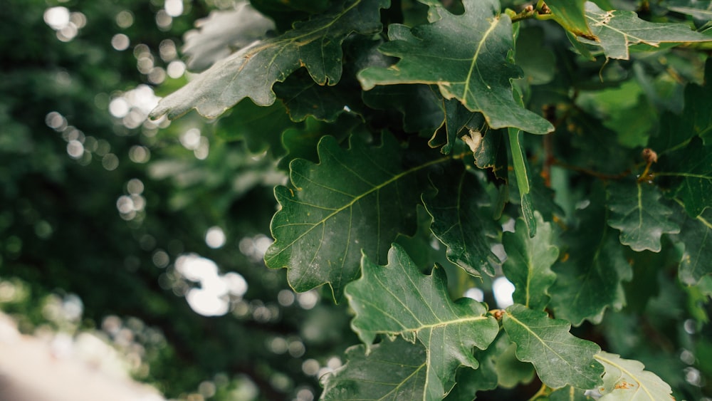 green leaf with water droplets