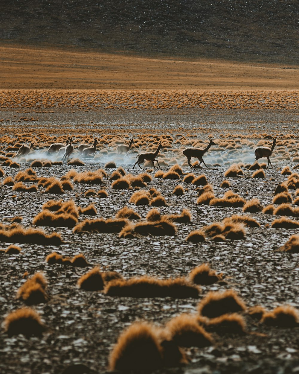 flock of birds on brown field during daytime