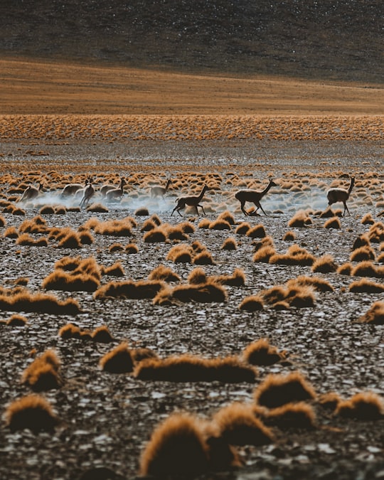 flock of birds on brown field during daytime in Atacama Desert Chile