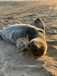 sea lion on brown sand during daytime