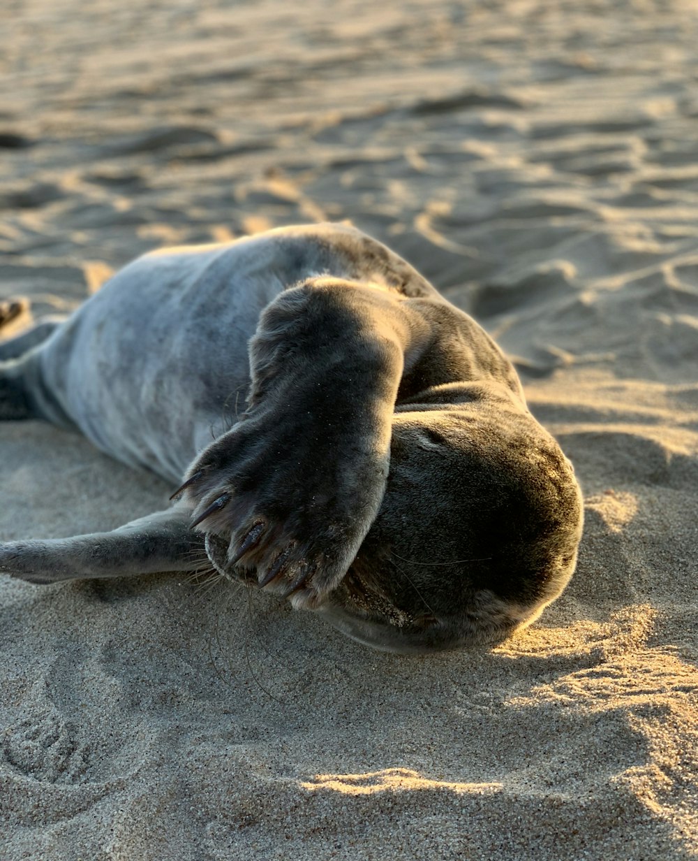 gray short coated dog lying on brown sand during daytime