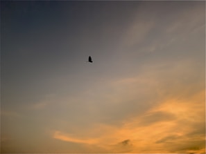A lone bird flying across a fiery red sky just as the sun rises.