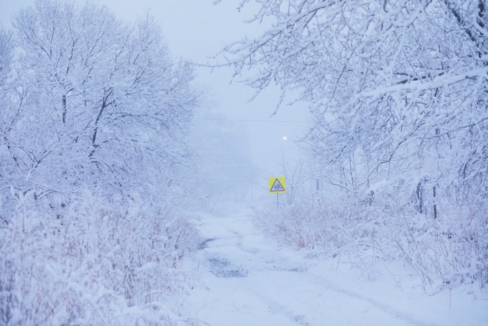 alberi innevati e strada