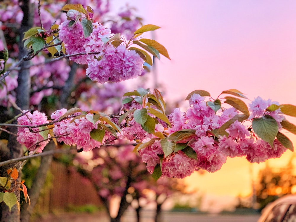 pink and white flowers during daytime