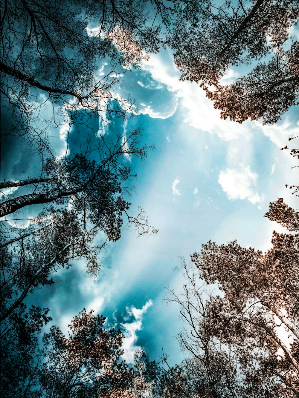 low angle photography of trees under blue sky with white clouds during daytime