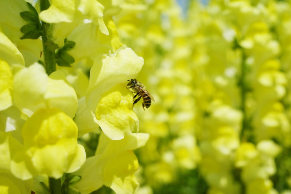 black and yellow bee on yellow flower during daytime