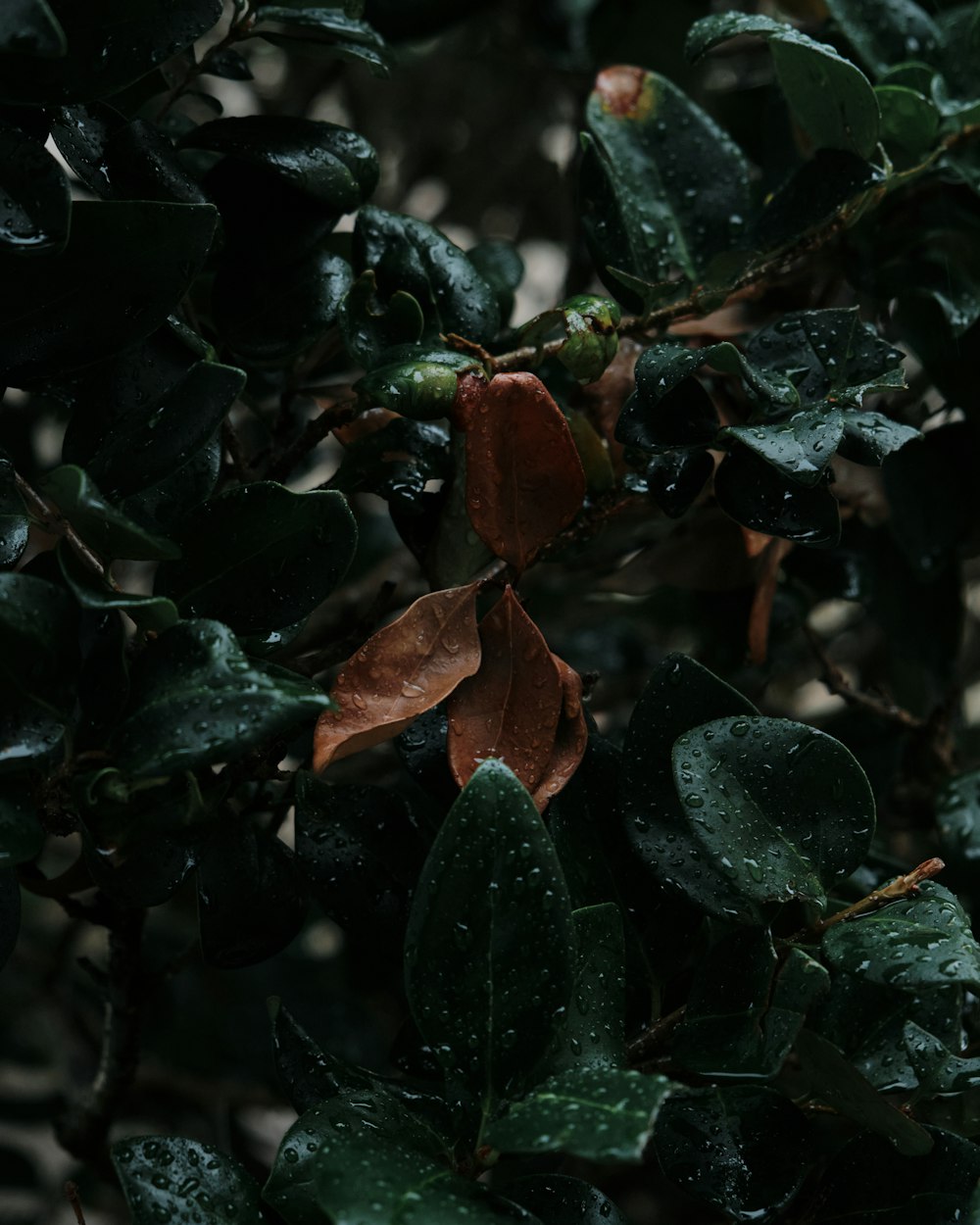 feuilles vertes et brunes avec des gouttelettes d’eau