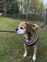 A small dog posing proudly with a custom-fit harness in vibrant colors, outdoors in a park.