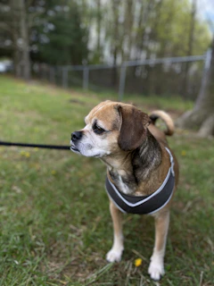 A small dog posing proudly with a custom-fit harness in vibrant colors, outdoors in a park.