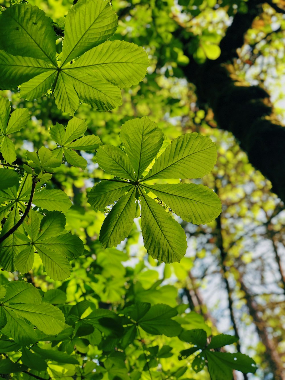 昼間の木の枝の緑の葉