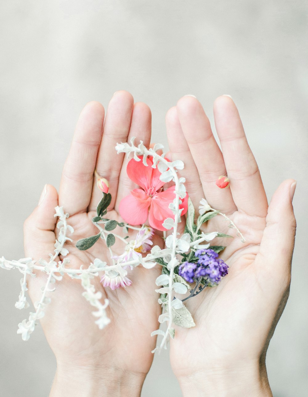 person holding pink and white flower