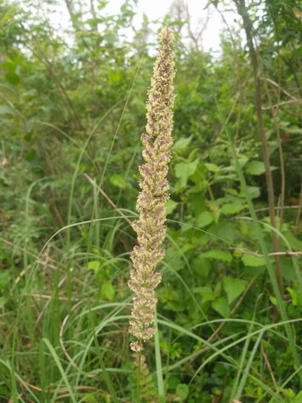 Exploring Various Plant Species: Care and Benefits