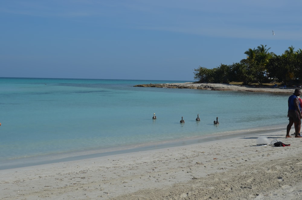 people on beach during daytime