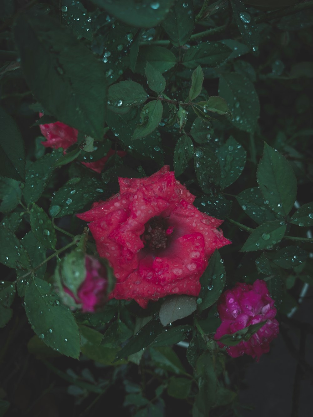 a red flower with water droplets on it