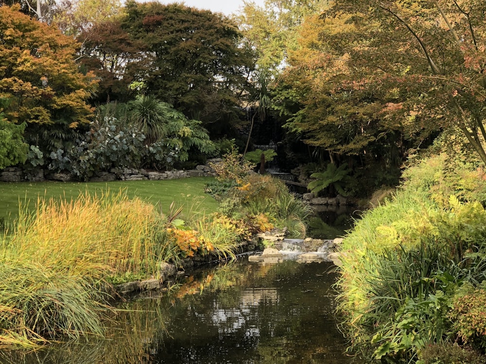 green grass and trees beside river during daytime