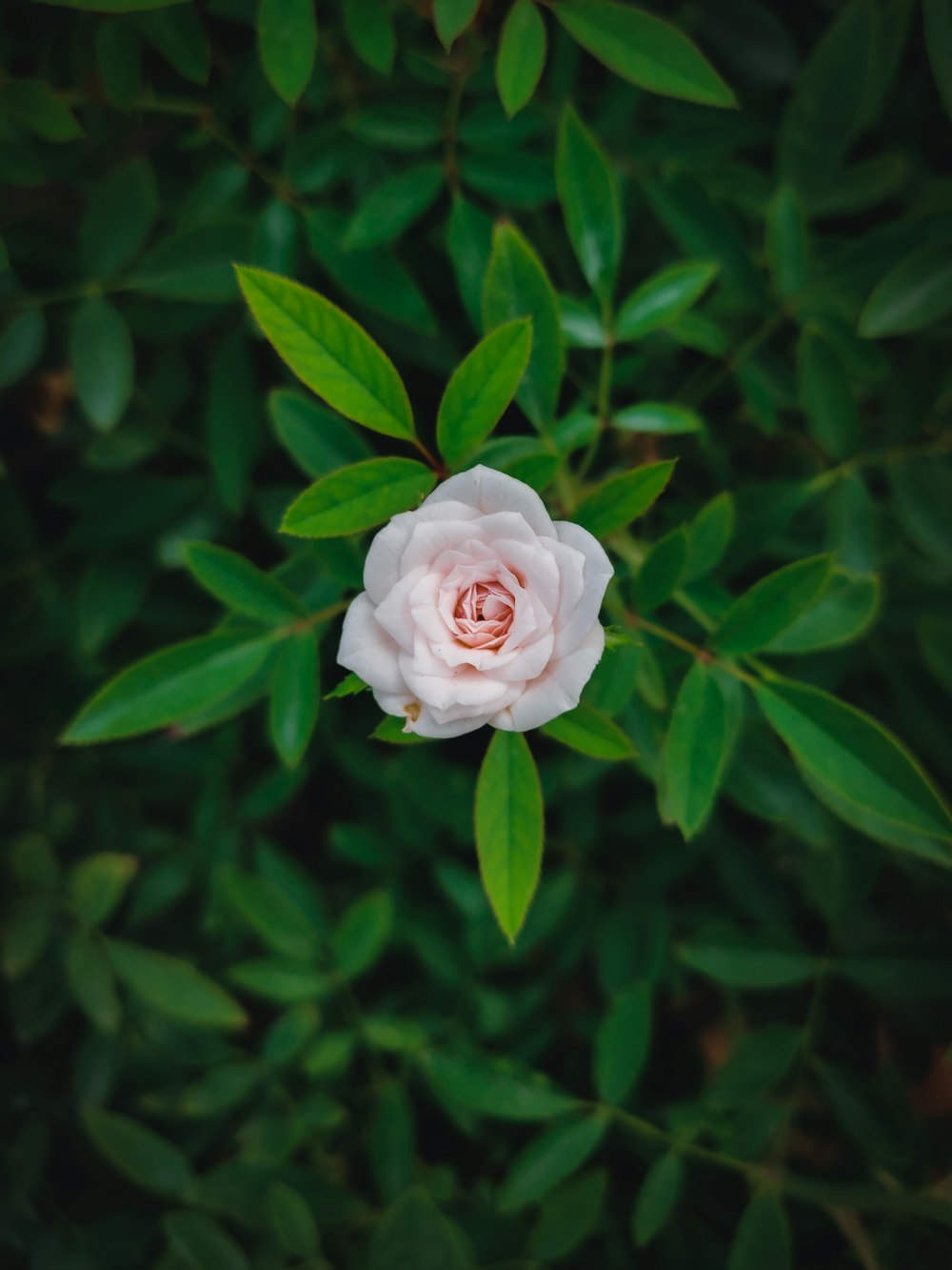 a single pink rose with green leaves in the background