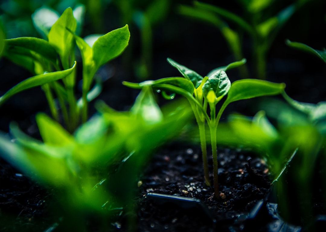 medlar, soil, green plant in tilt shift lens