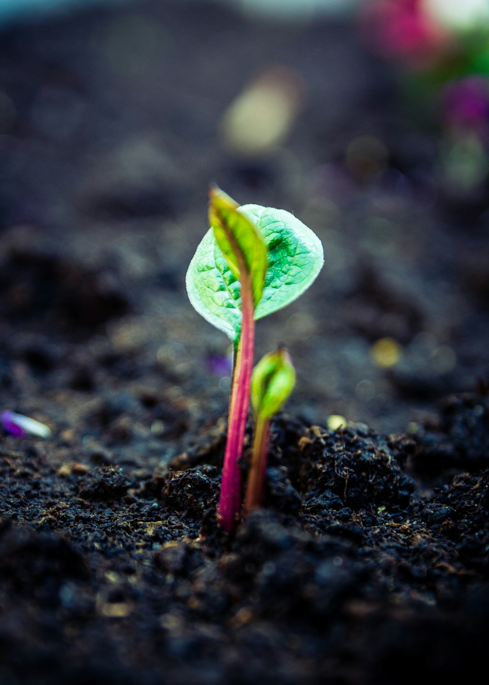 planta de hoja verde en fotografía de primer plano