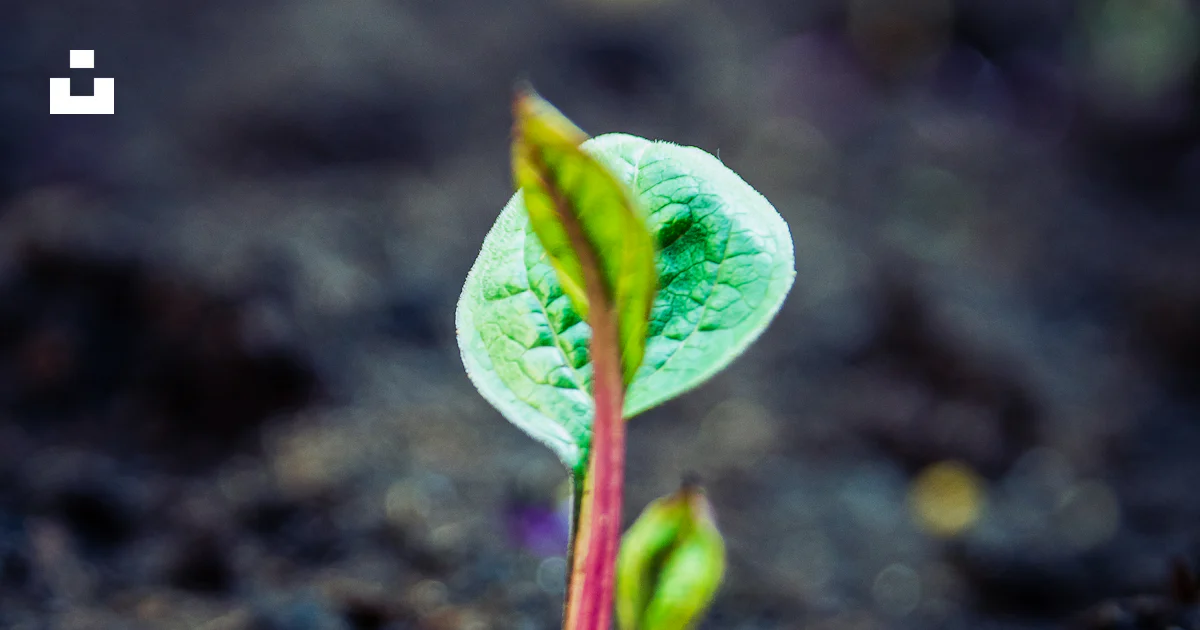 Green leaf plant in close up photography photo – Free Plant Image on ...