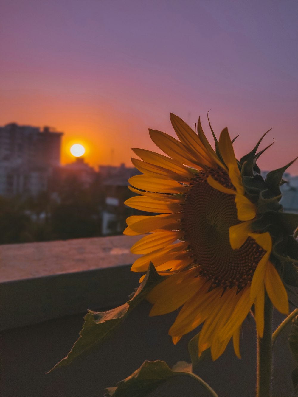 a sunflower in the foreground with a city in the background