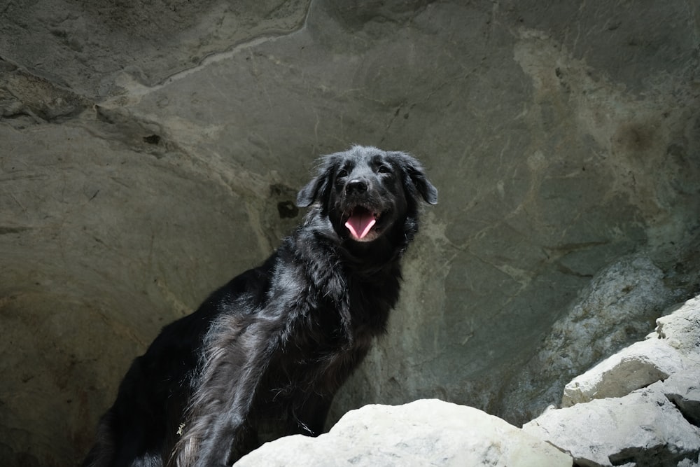 black and brown long coated dog lying on brown sand