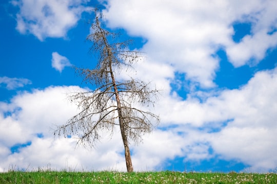 leafless tree on green grass field under white clouds and blue sky during daytime in Bohinjska Bela Slovenia