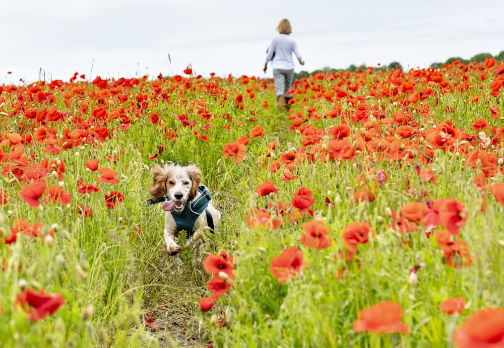 Ragazza in giacca blu che cammina sul campo di fiori rossi durante il giorno