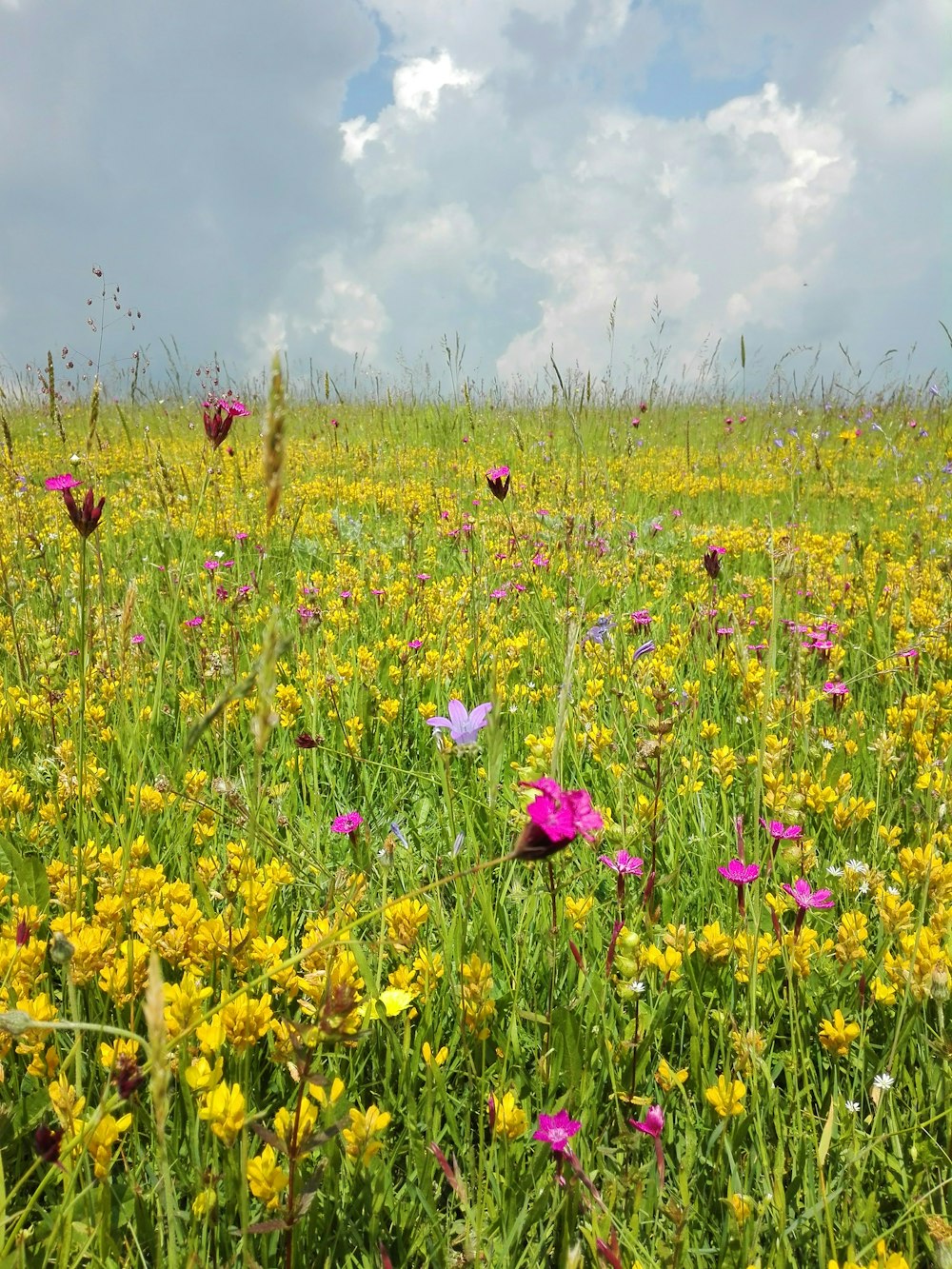 purple flower field under blue sky during daytime