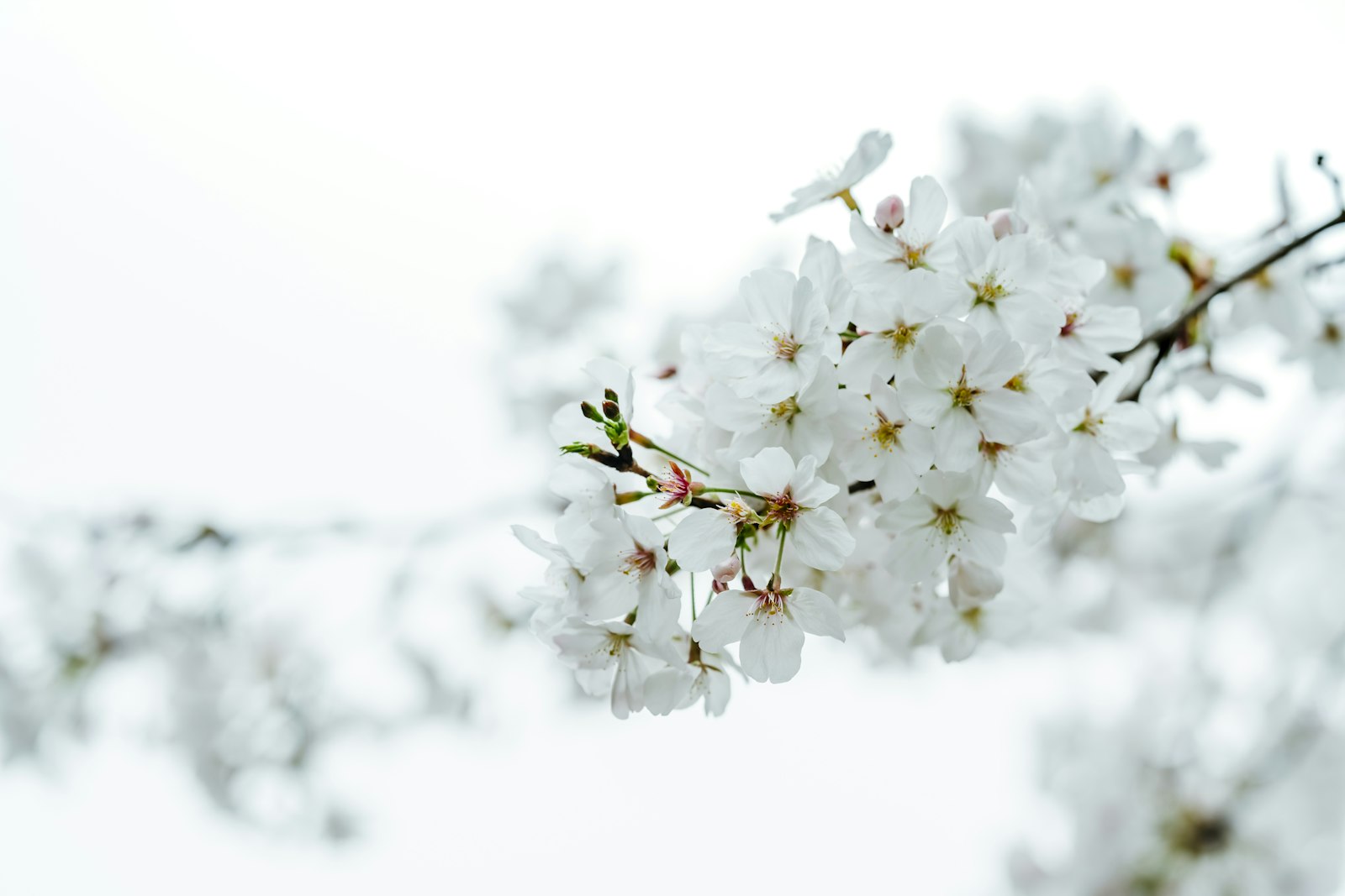 Sony a7R III + Sony FE 135mm F1.8 GM sample photo. White cherry blossom in photography