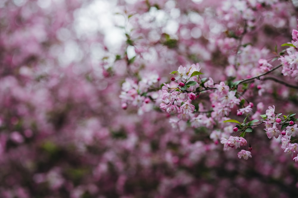 pink flowers in tilt shift lens