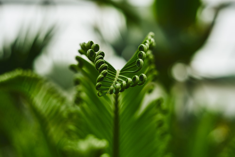 green plant in close up photography