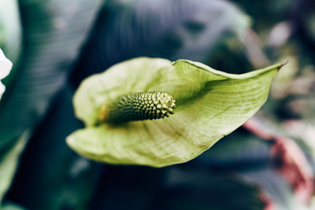 green leaf with water droplets