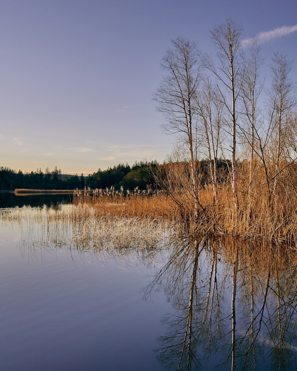 herbe brune près du plan d’eau pendant la journée