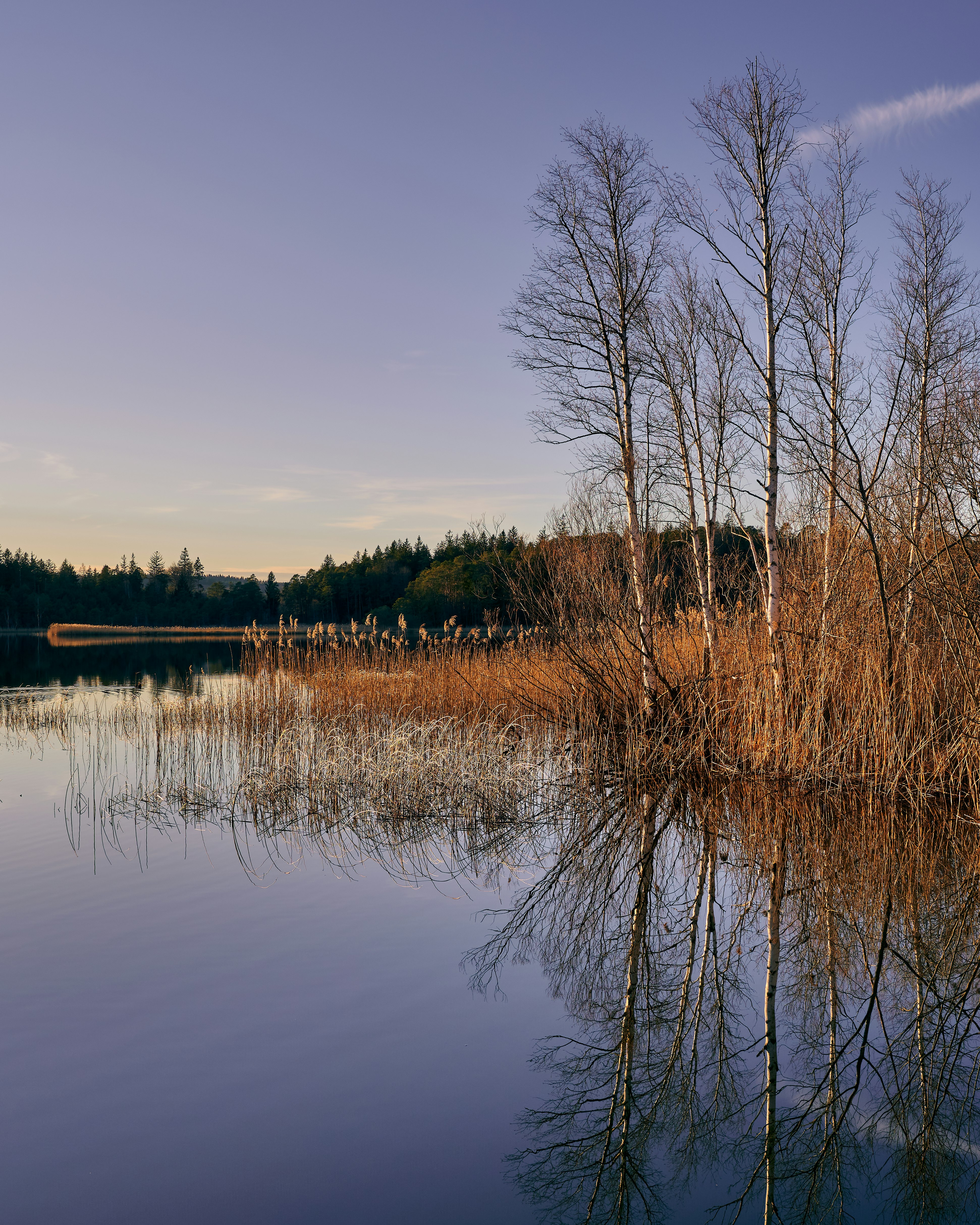 brown grass near body of water during daytime