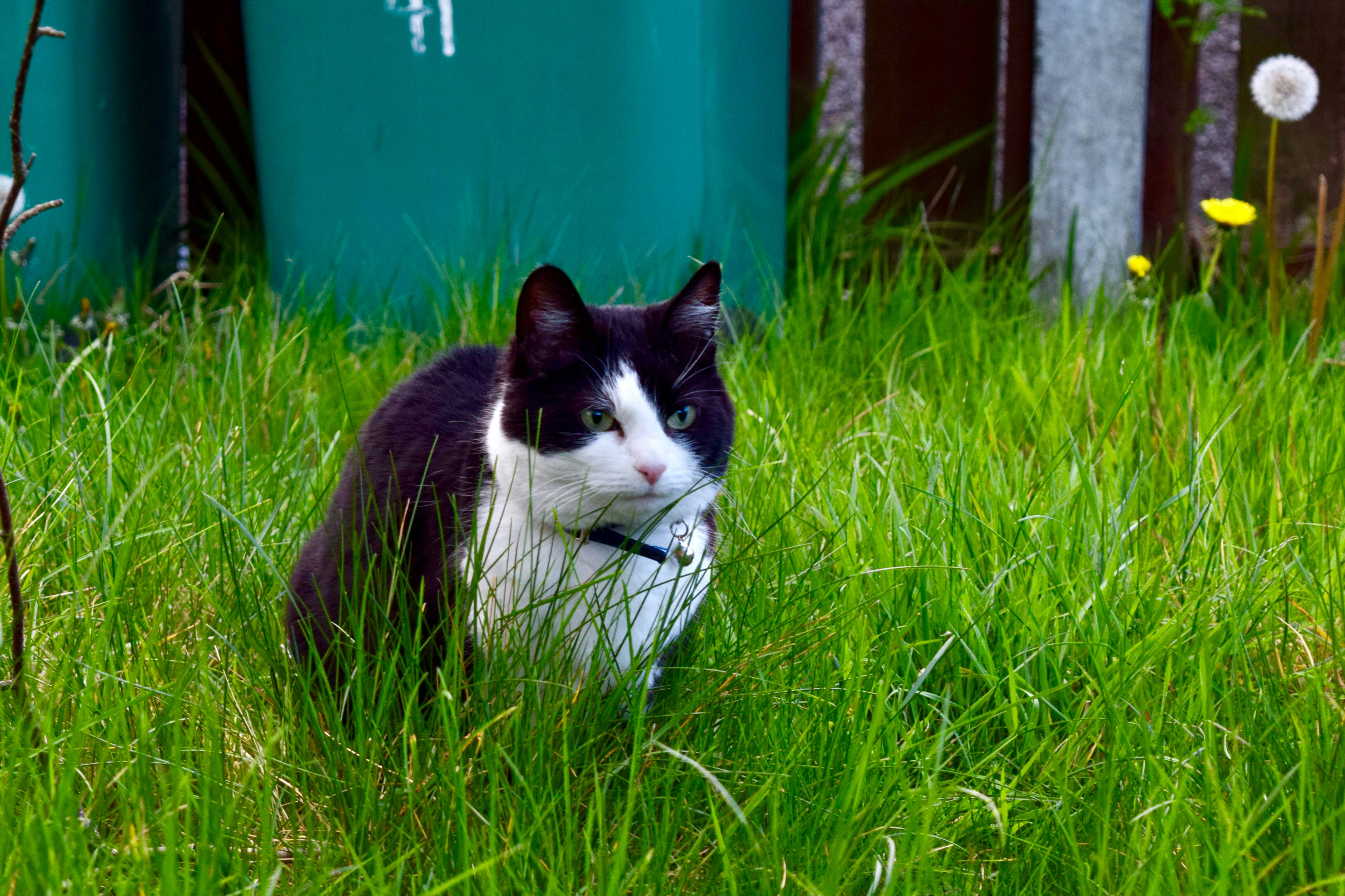 black and white cat on green grass field during daytime