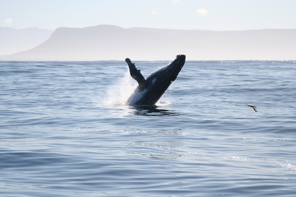 baleia negra no mar durante o dia