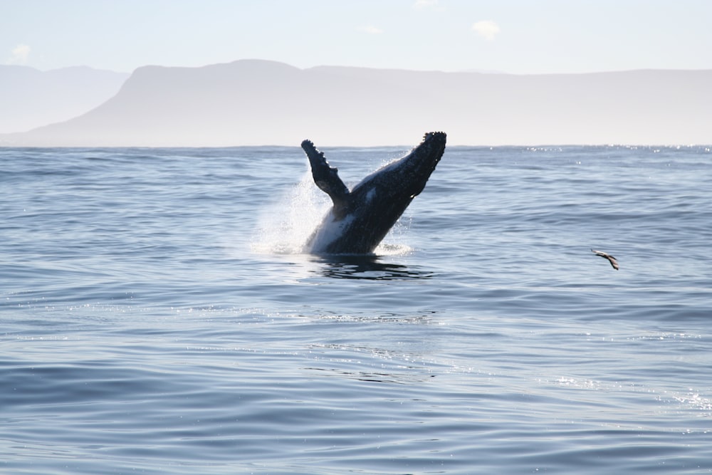 Ballena negra en el mar durante el día