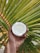 A person is holding half of a coconut in their hand. The coconut has a white interior and a brown outer shell. In the background, there are lush green palm leaves with a few brown spots, suggesting a tropical setting.