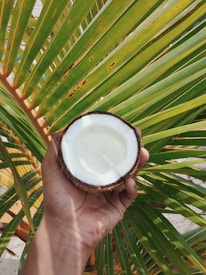 A person is holding half of a coconut in their hand. The coconut has a white interior and a brown outer shell. In the background, there are lush green palm leaves with a few brown spots, suggesting a tropical setting.