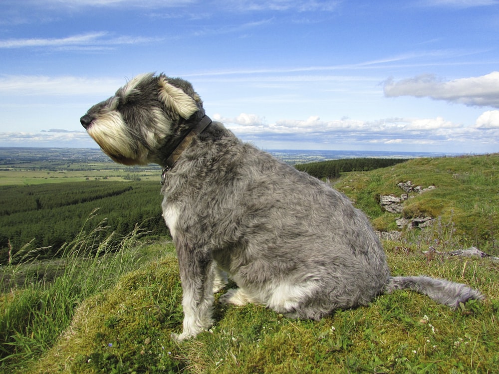gray and white long coated dog on green grass field under blue sky during daytime