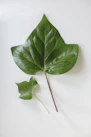 green leaf on white surface